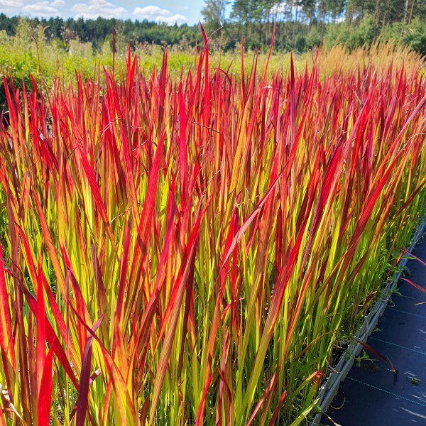 Imperata cylindryczna Red Baron 1L
