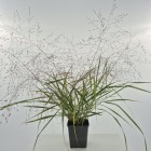 Trawa Miłka okazała Eragrostis spectabilis 1L