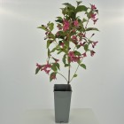 Krzewuszka cudowna Bristol Ruby 2L