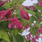 Krzewuszka cudowna Bristol Ruby 2L