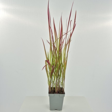 Imperata cylindryczna Red Baron 1L