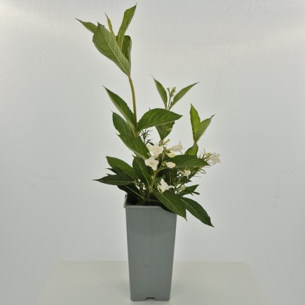 Krzewuszka cudowna Bristol Snowflake 2L