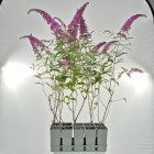 Budleja Dawida Pink Delight 2L