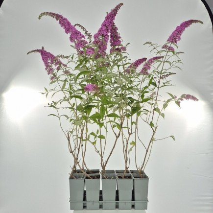 Budleja Dawida Pink Delight 2L