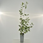 Aronia Miczurina 2L