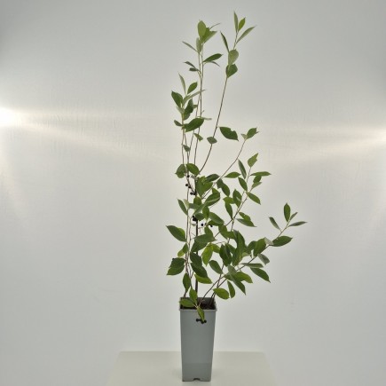 Aronia Miczurina 2L