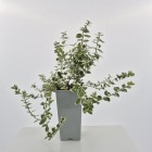 Trzmielina Fortunea Silver Queen 2L