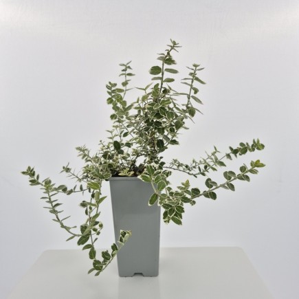 Trzmielina Fortunea Silver Queen 2L