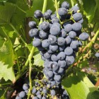 Winorośl ciemna Cabernet Cantor 2L