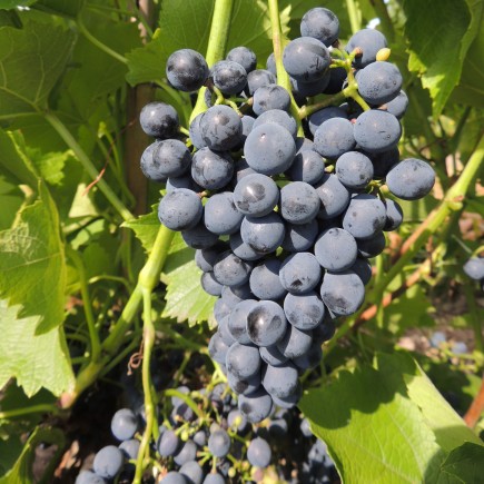 Winorośl ciemna Cabernet Cantor 2L