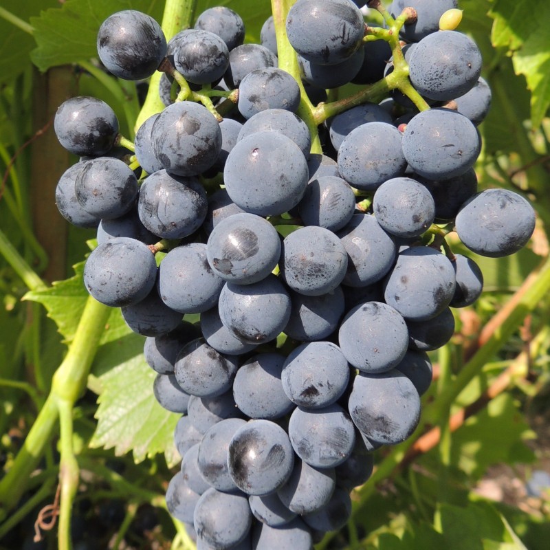 Winorośl ciemna Cabernet Cantor 2L