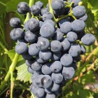 Winorośl ciemna Cabernet Cantor 2L