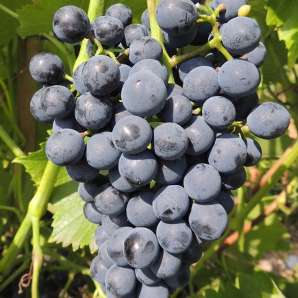 Winorośl ciemna Cabernet...