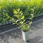 Forsycja pośrednia Goldzauber 2L