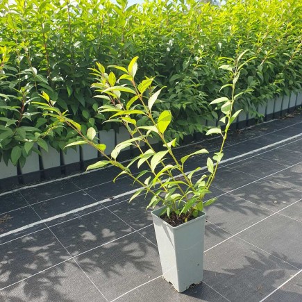 Forsycja pośrednia Goldzauber 2L