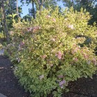 Krzewuszka cudowna Nana Variegata 2L
