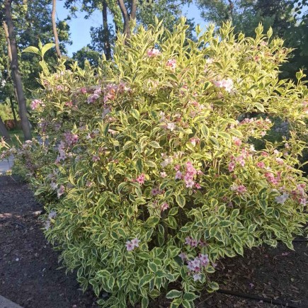 Krzewuszka cudowna Nana Variegata 2L
