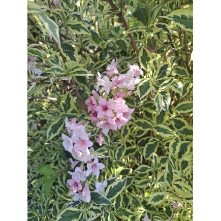 Krzewuszka cudowna Nana Variegata 2L