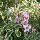 Krzewuszka cudowna Nana Variegata 2L