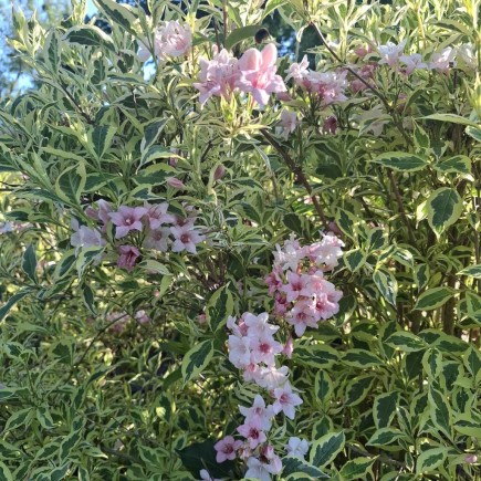 Krzewuszka cudowna Nana Variegata 2L