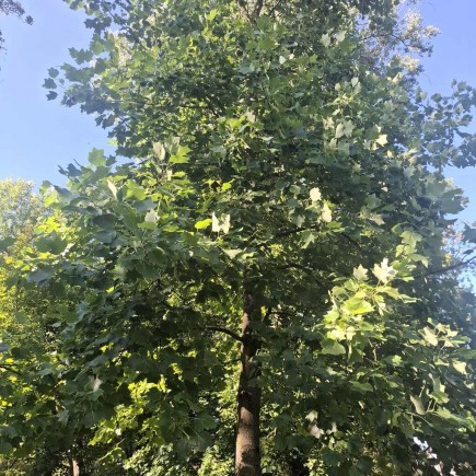 Tulipanowiec Amerykański 2L