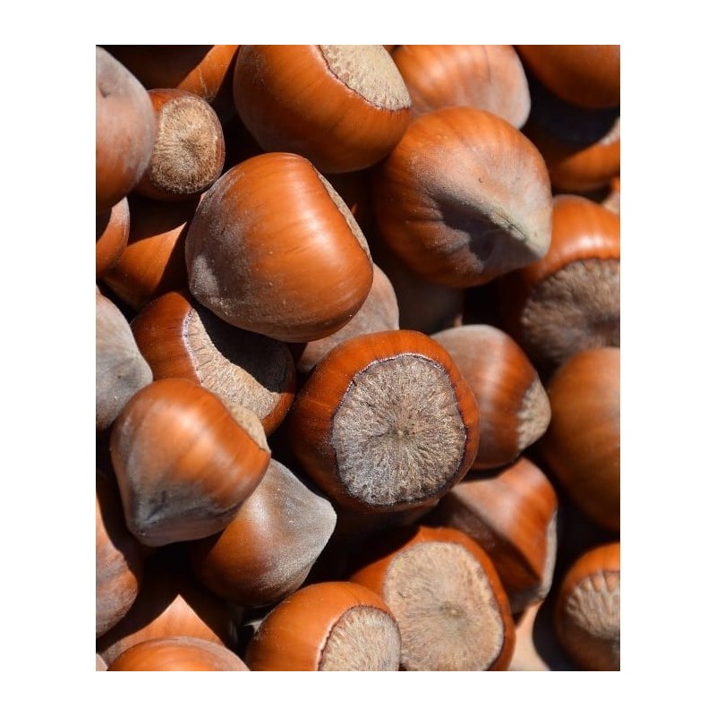 Orzech laskowy ‘Kataloński’ Orzech laskowy ‘Kataloński’ (Corylus avellana)