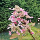 Hortensja Wim's Red PBR bukietowa 2L