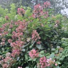 Hortensja Wim's Red PBR bukietowa 2L