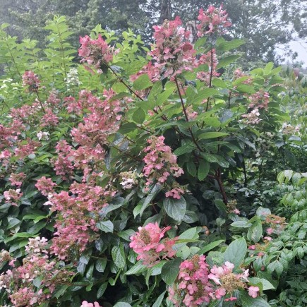 Hortensja Wim's Red PBR bukietowa 2L
