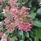Hortensja Wim's Red PBR bukietowa 2L