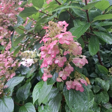 Hortensja Wim's Red PBR bukietowa 2L