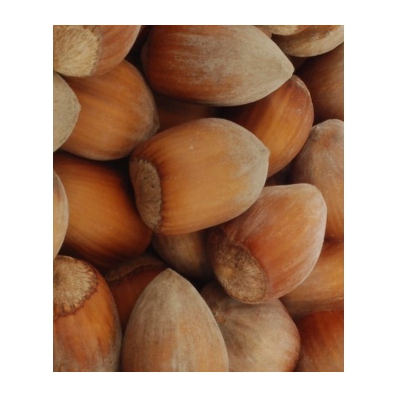 Orzech laskowy ‘Truchsessa’ Orzech laskowy ‘Truchsessa’ (Corylus avellana)