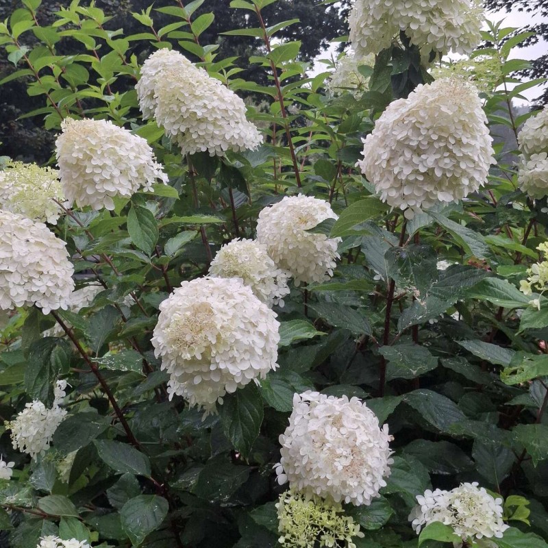 Hortensja bukietowa Grandiflora 2 L