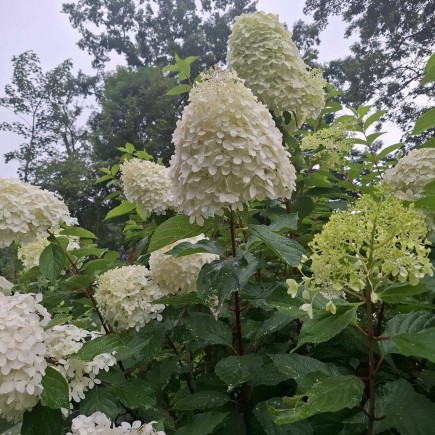 Hortensja bukietowa Grandiflora 2 L