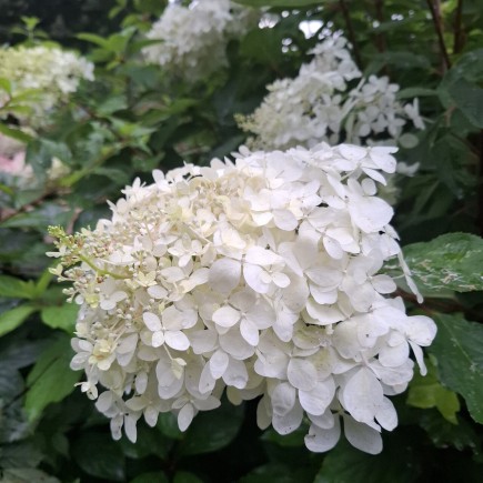 Hortensja bukietowa Grandiflora 2 L
