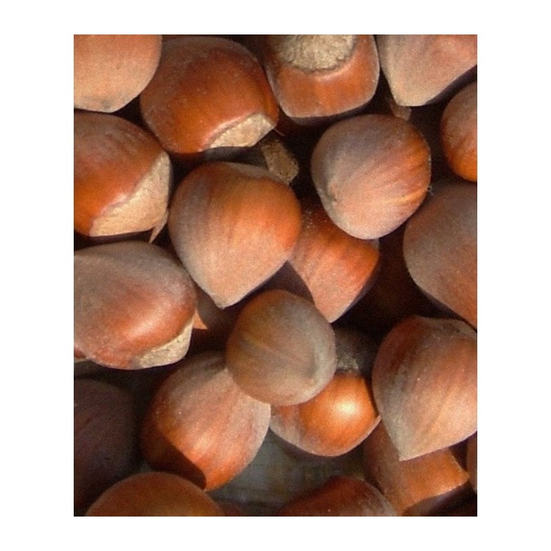 Orzech laskowy ‘Barbakan’ Orzech laskowy ‘Barbakan’ (Corylus