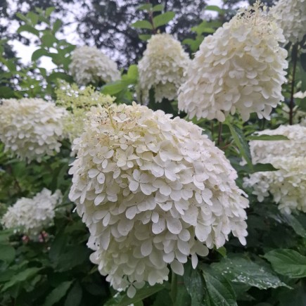 Hortensja bukietowa Grandiflora 2 L