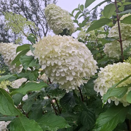 Hortensja bukietowa Grandiflora 2 L