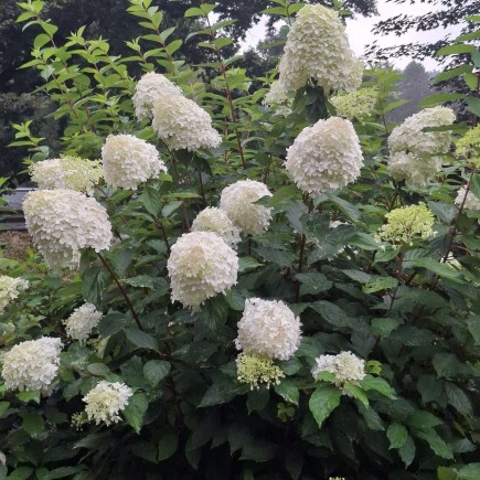 Hortensja bukietowa Grandiflora 2 L
