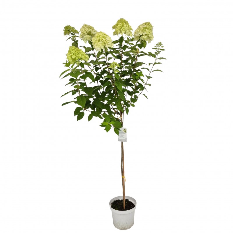 Hortensja bukietowa Limelight PBR na pniu 7.5 L
