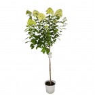 Hortensja bukietowa Limelight PBR na pniu 7.5 L