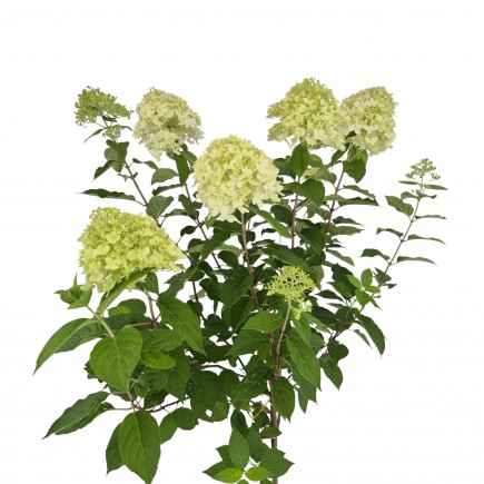 Hortensja bukietowa Limelight PBR na pniu 7.5 L