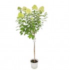 Hortensja bukietowa Limelight PBR na pniu 7.5 L