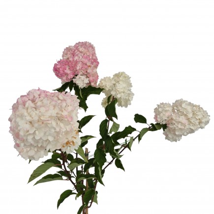 Hortensja Vanille Fraise PBR bukietowa na pniu 7.5 L