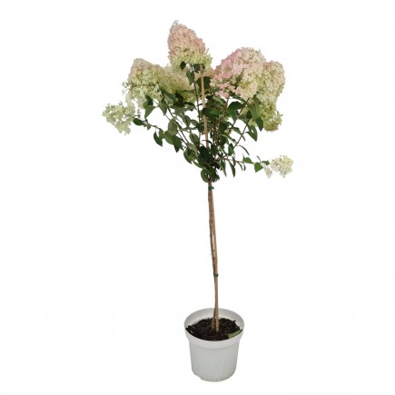 Hortensja Bobo PBR bukietowa na pniu 7.5 L
