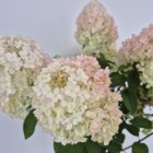 Hortensja Bobo PBR bukietowa na pniu 7.5 L