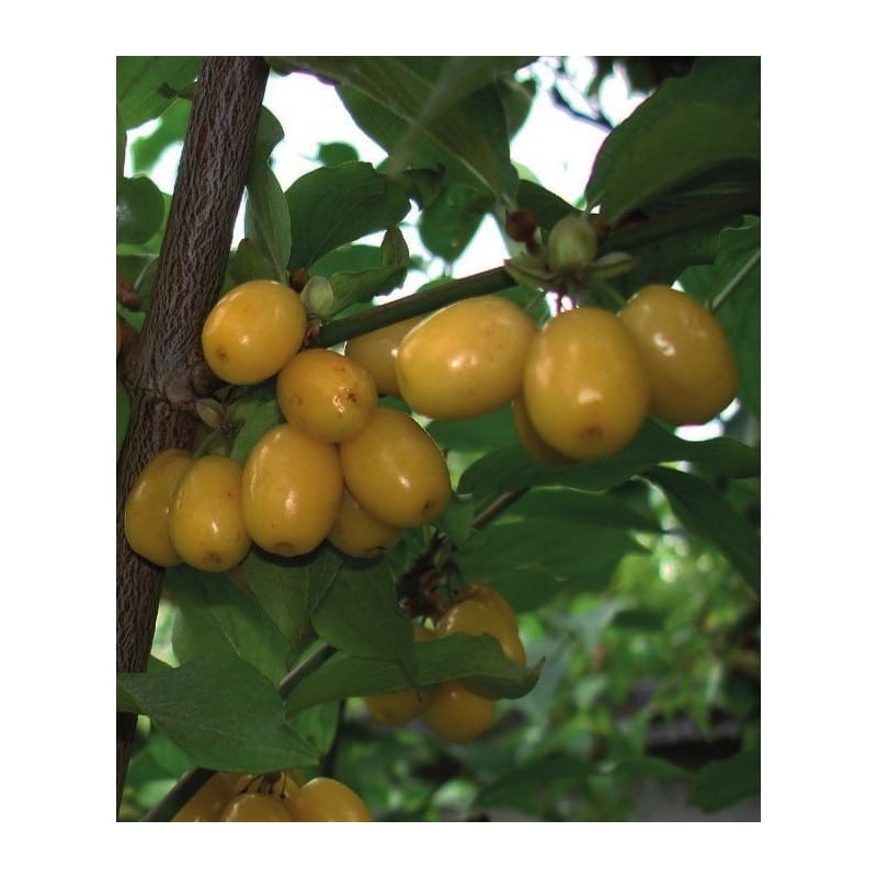 Dereń jadalny 'Jantarnyj' DEREŃ JADALNY 'Jantarnyj' (Cornusmas)