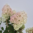Hortensja Bobo PBR bukietowa na pniu 7.5 L