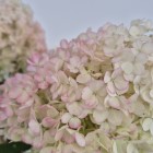 Hortensja Bobo PBR bukietowa na pniu 7.5 L