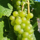 Winorośl Cayuga White 2L